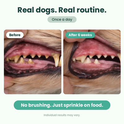 Bebova Breath Buddy Dog Dental Powder for Teeth Cleaning