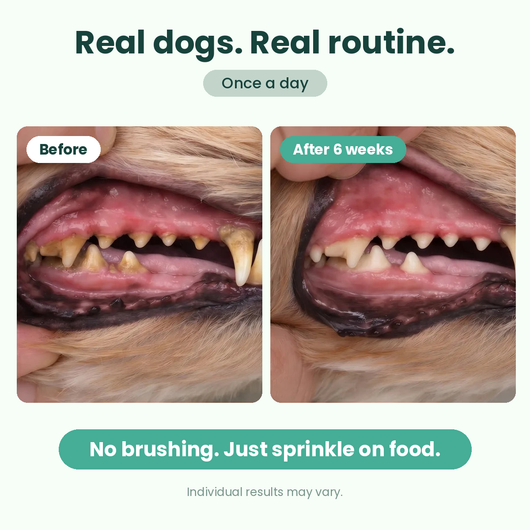 Bebova Breath Buddy Dog Dental Powder for Teeth Cleaning